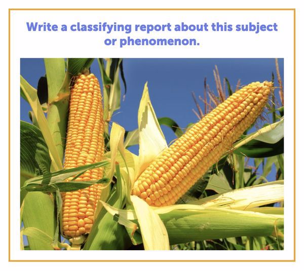 Text prompt: Write a classifying report about this subject or phenomenon. Image prompt: Cobs of corn growing on a stalk.
