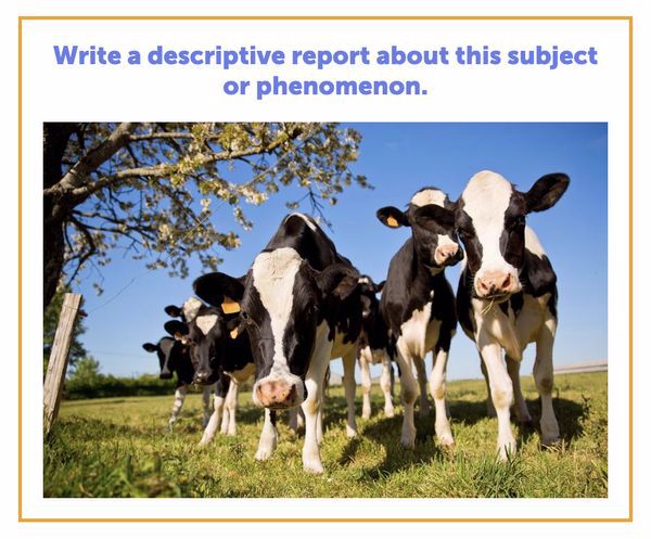 Text prompt: Write a descriptive report about this subject or phenomenon. Image prompt: A herd of cows.