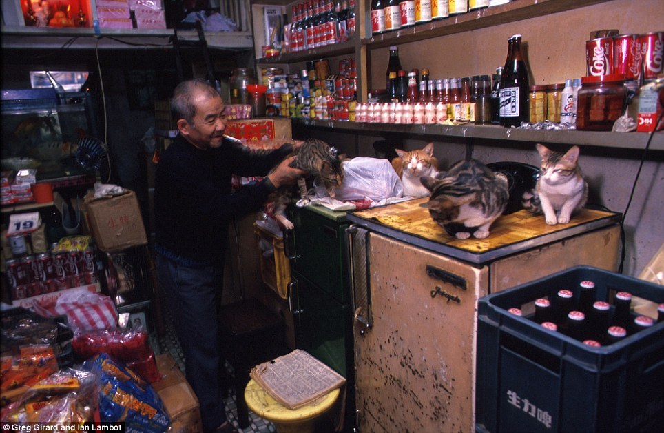 An elderly Hong Kong Chinese man in his kitchen in the old Walled City of Kowloon with cats