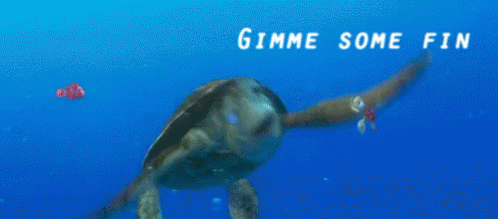 Gimme some fin!