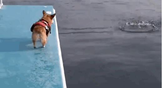 A corgi jumping in the water